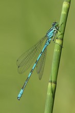 Coenagrion hastulatum - Männchen