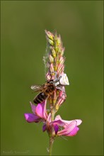 Die Natur kann so schön und so grausam sein