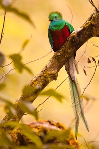 Des Quetzals roter Bauch