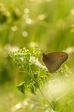 Wiesenvögelchen im morgendlichen Gegenlicht