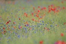 Wiesenblumen und Blumenwiese