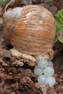 Weinbergschnecke bei der Eiablage