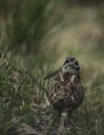 Leichter Waldschepfen wischer