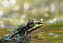 Frosch im Teich