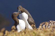 Trottellummen, Helgoland; Juni 2011