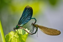 Calopteryx virgo