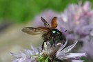 Junikäfer vor dem Abflug