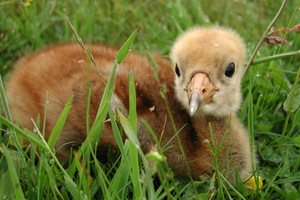 10 Jahre digitale Tierfotografie...