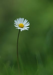 Gänseblümchen II