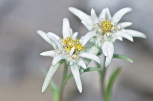 Edelweiss