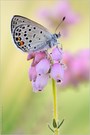 ~ Hochmoor-Bläuling (Plebejus optilete) ~