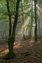 Im Buchennebelwald