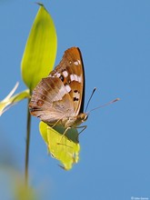 Kleiner Schillerfalter