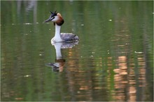 Beim abendlichen Fischfang