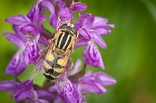 Gemeine Sumpfschwebfliege