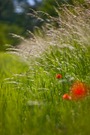 Bunt
