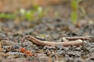 Blindschleiche (Anguis fragilis)