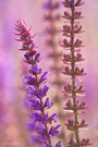 purple dream