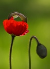 Islandmohn