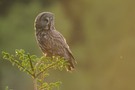 Stimmungskauz - Bartkauz (Strix nebulosa)