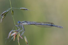 männliche blaue federlibelle (platycnemis pennipes)