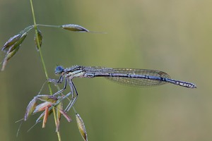 männliche blaue federlibelle (platycnemis pennipes)