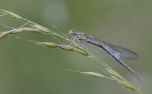 weibliche blaue federlibelle (platycnemis pennipes)