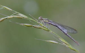 weibliche blaue federlibelle (platycnemis pennipes)