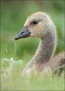 In tiefer Trauer  Ronny+