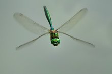 Teichpatrouille