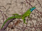 Sonnenanbeter ~ Lacerta viridis