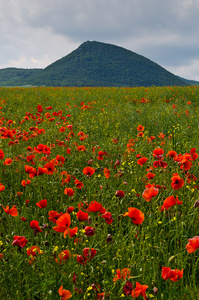 Mehr Mohn