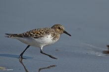 Sanderling