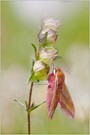 Deilephila elpenor - Mittlerer Weinschwärmer