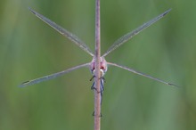 Frühe Heidelibelle