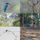 - Kingfishers of Vietnam: Overview -