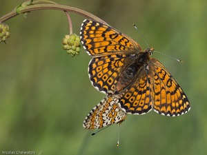 Melitaea cinxia - Pärchen