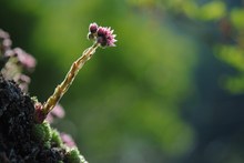 Funcks Hauswurz (Sempervivum x funckii)