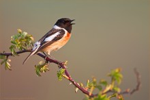 ~Saxicola rubicola~