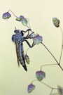 Raubfliege