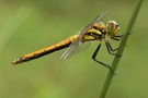 Sympetrum danae – Schwarze Heidelibelle