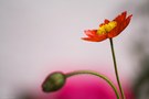 rot und pink
