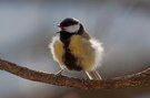 Kohlmeise singend im Morgenlicht