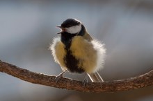 Kohlmeise singend im Morgenlicht