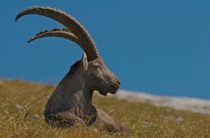 Steinbock