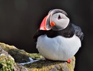Papageitaucher am Latrabjarg