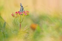 Schachbrettfalter an Wolfsmilch mit Wiesenbeilage