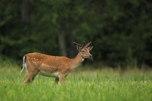 Damschaufler im Regenschauer