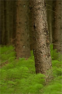 Im Schachtelhalmwald