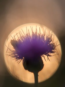 ~ In der Lichtblase ~